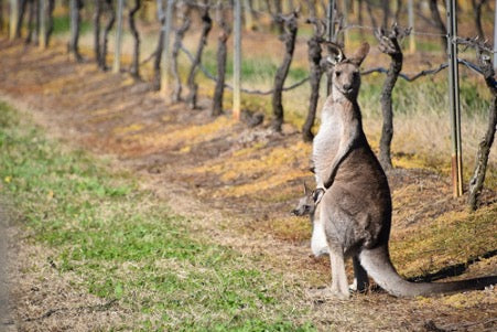 picture of a kangaroo by the road