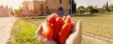 picture of a san marzano tomato