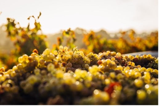 picture of a vineyard with grapes