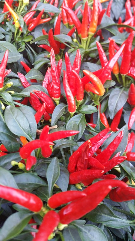 picture of chillies