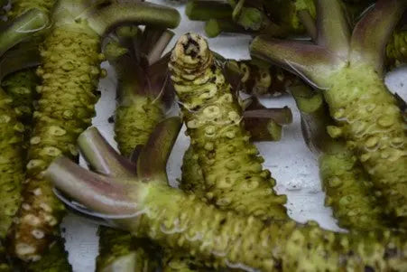 Picture of fruit from the wasabi plant